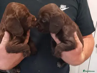 Cocker Spaniel dogs DNA tested cocker spaniels - Advert 3