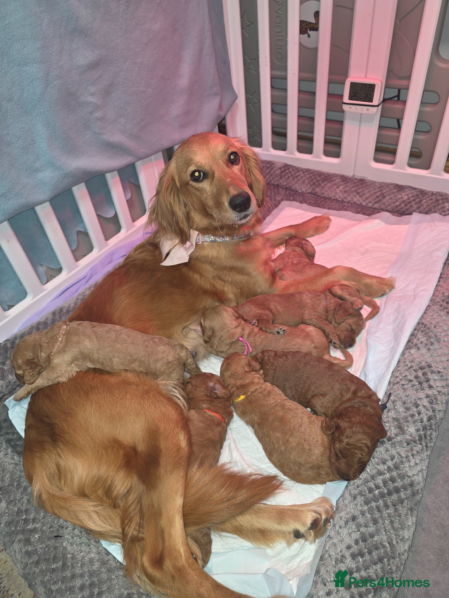Mini Goldendoodle dogs for sale: Mini F1B Goldendoodles in Ballymoney - Advert 13