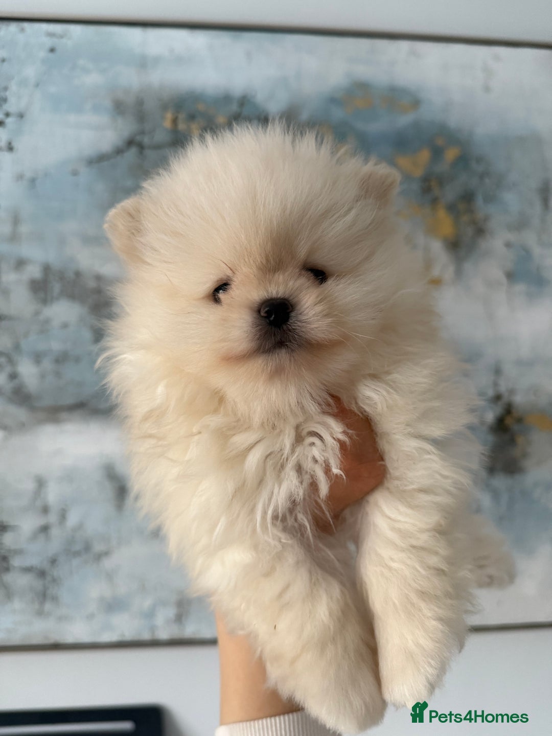 Pomeranian dogs for sale: KC Registered Pomeranian Puppies - Advert 12