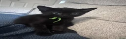 Domestic Shorthair cats for sale: Kittens for sale in Reading - Advert 3