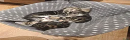 Mixed Breed cats for sale: 2 beautiful kittens left - Advert 28