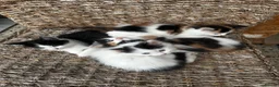 Mixed Breed cats for sale: Selling these adorable kittens  in Mitcham - Advert 2