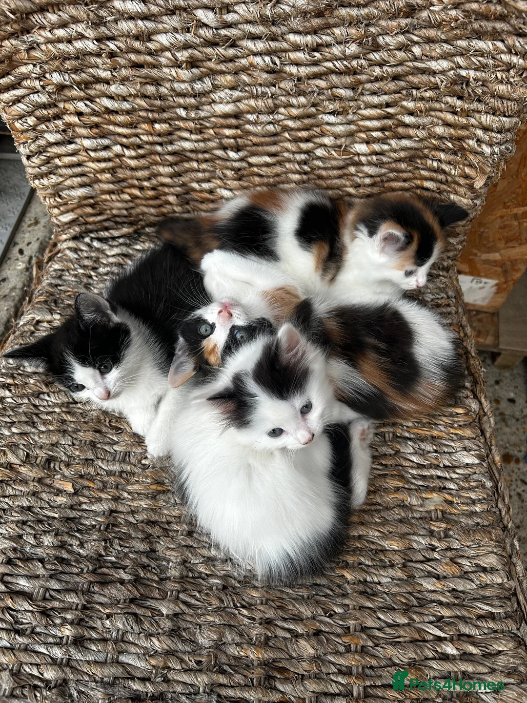 Mixed Breed cats for sale: Selling these adorable kittens  in Mitcham - Advert 2