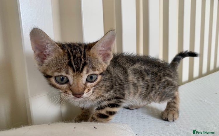 Bengal cats - Advert 18