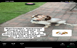 Sprocker dogs for sale: Healthy Springer Spaniel Pups  - Advert 7