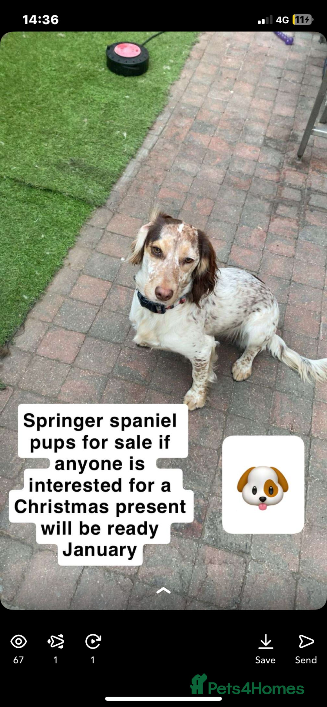 Sprocker dogs for sale: Healthy Springer Spaniel Pups  - Advert 7