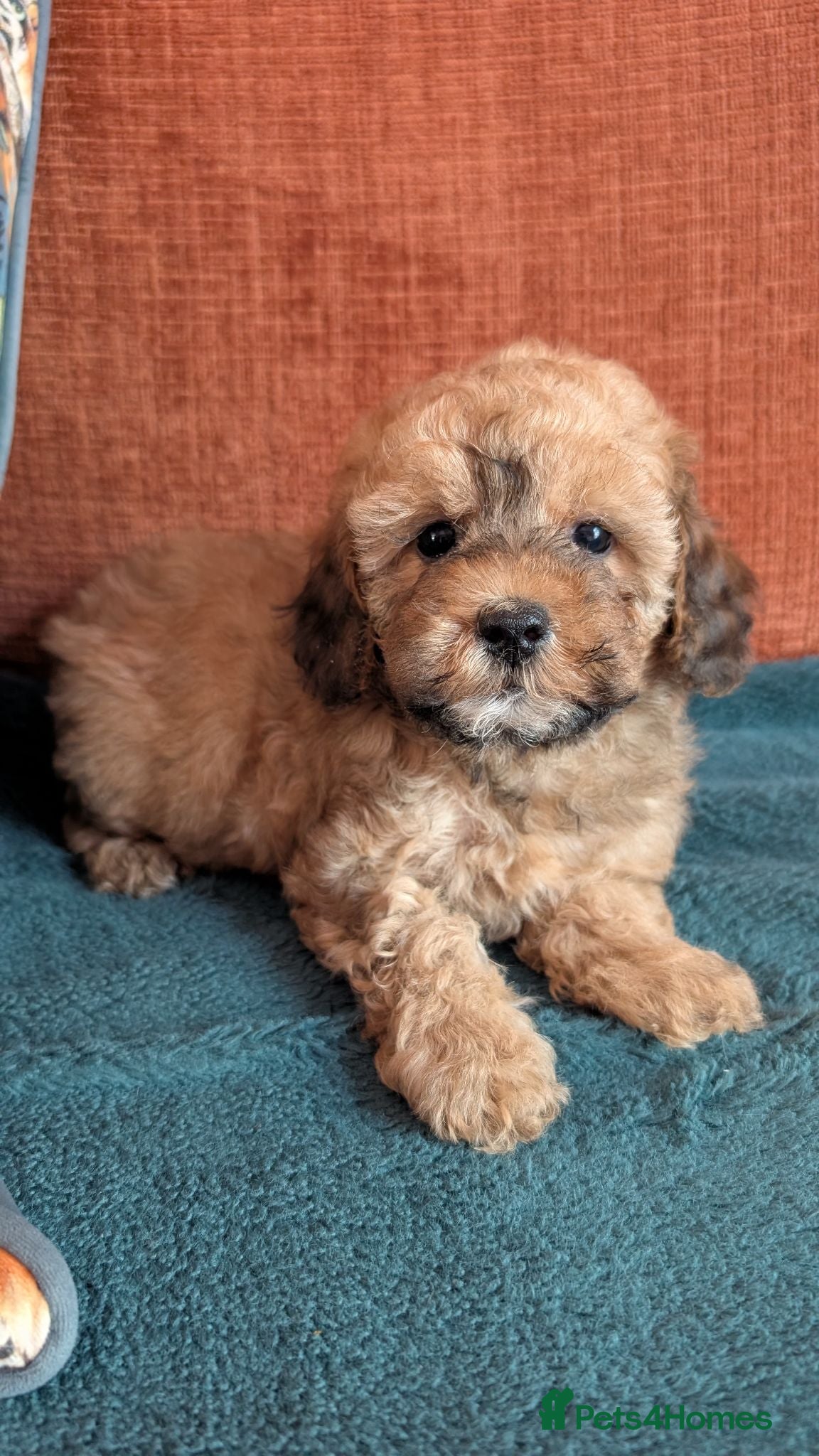 Maltipoo dogs Beautiful Toy Maltipoo Puppies  - Advert 6