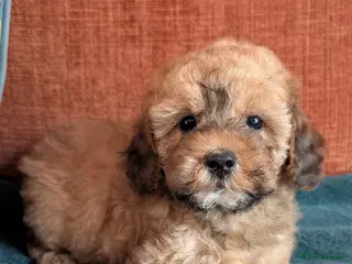 Maltipoo dogs Beautiful Toy Maltipoo Puppies - Advert 2