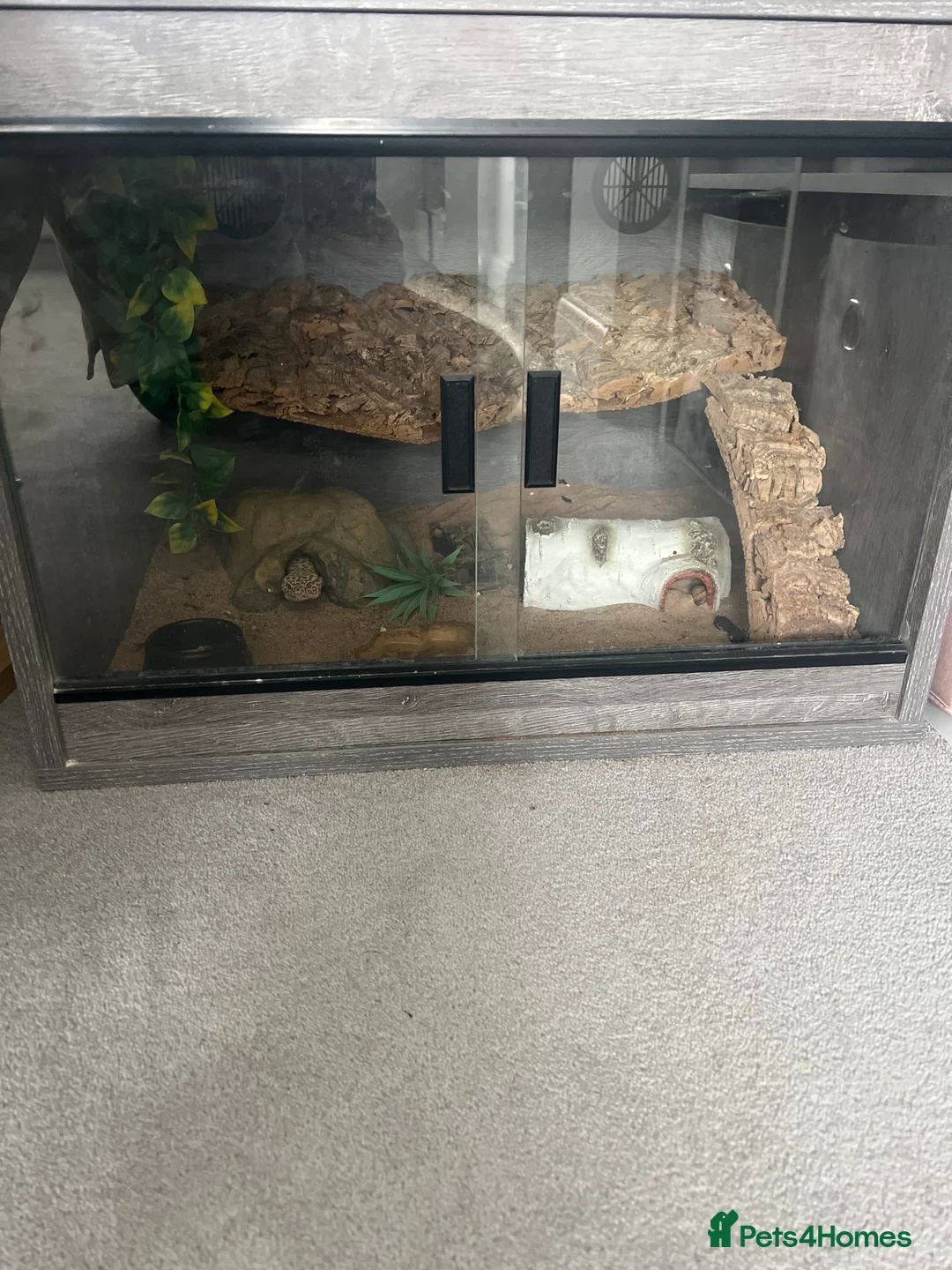 Leopard Gecko reptiles for sale: Leopard Gecko with vivarium in Bexleyheath - Advert 2