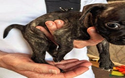 Mixed Breed dogs for sale: French Bulldog x Staffie Puppies - Rare colours - Image 13
