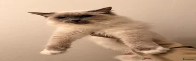 Mowchi (Ragdoll)