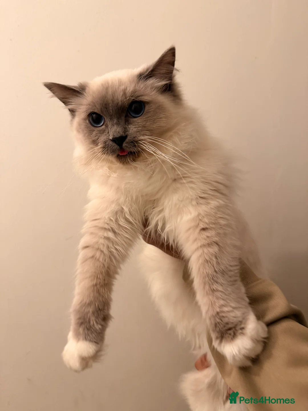 Ragdoll cats for sale: Loving Male Ragdoll in London - Advert 2