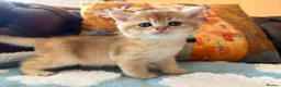 British Shorthair cats for sale: Lovely golden BSH & BLH kittens - Advert 7