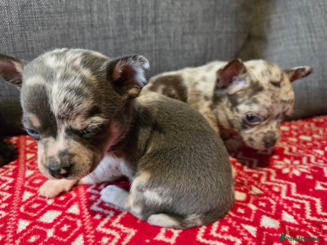 Chihuahua dogs for sale: Chihuahua puppies - Advert 3