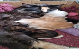 Maine Coon cats for sale: Beautiful boy re available  - Image 4