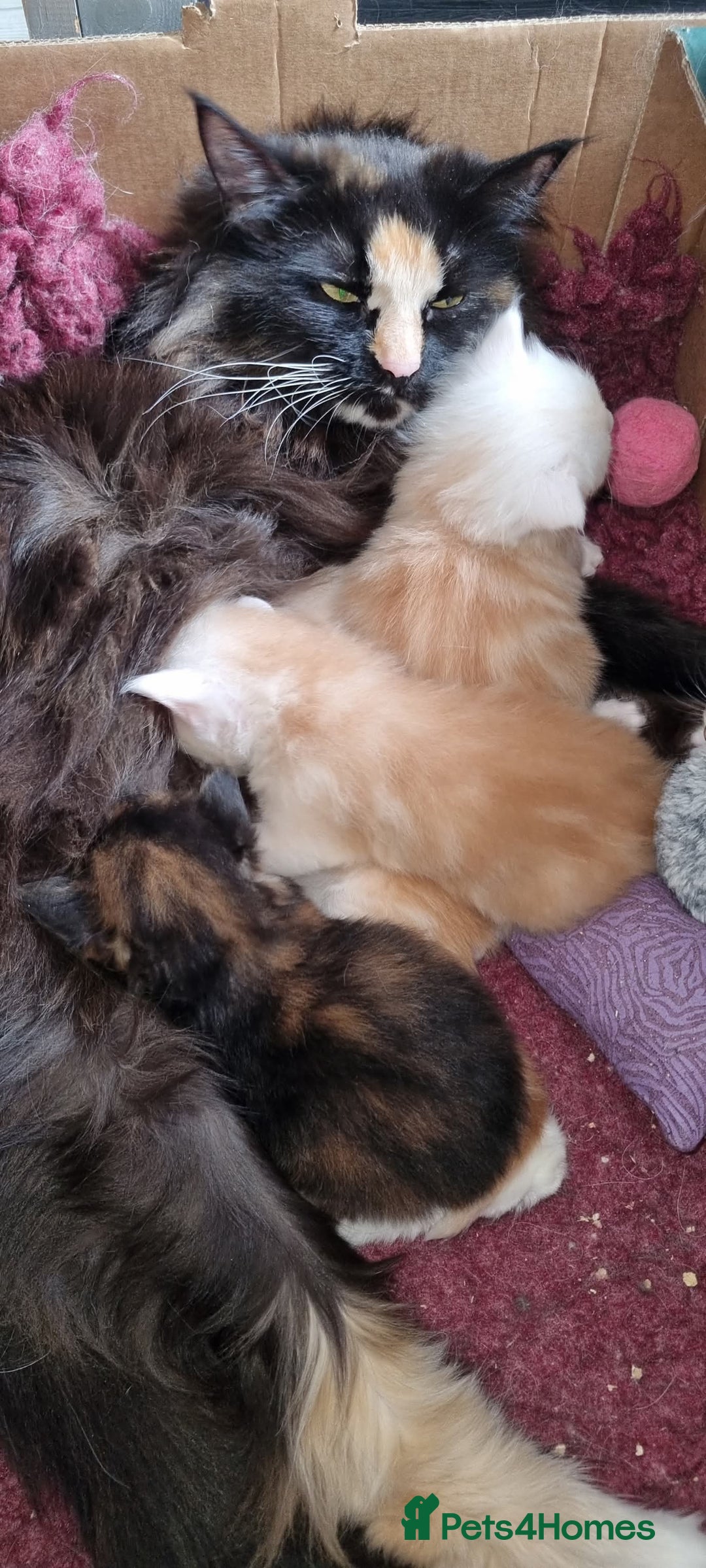 Maine Coon cats for sale: Beautiful boy re available  - Image 4