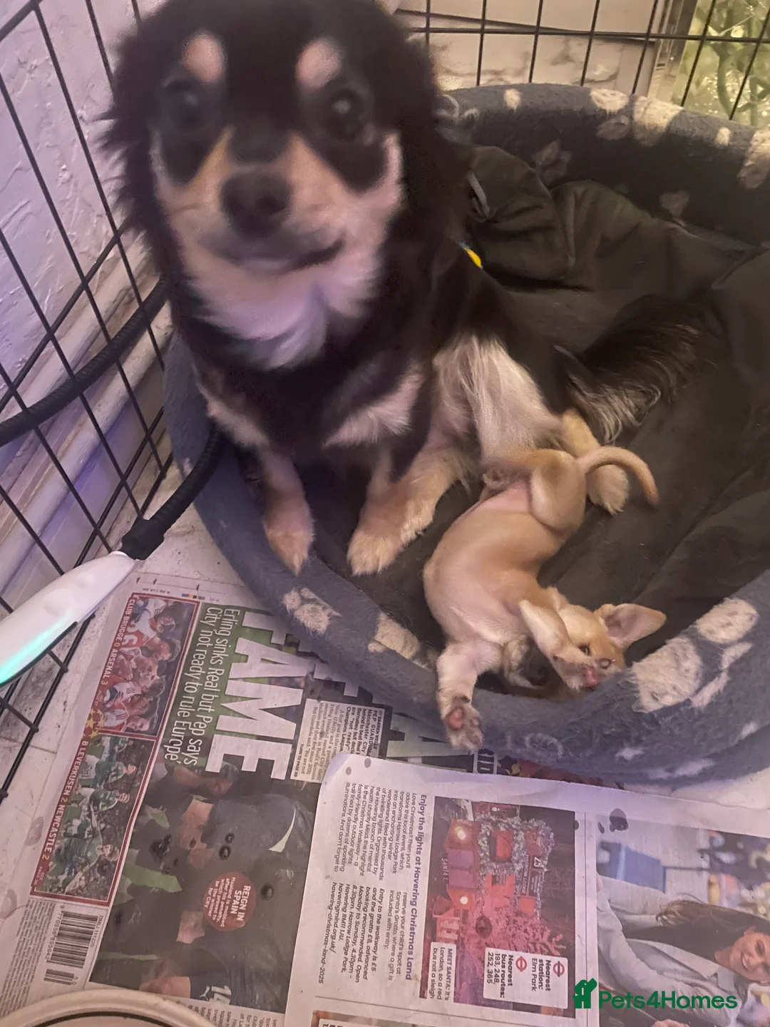 Chihuahua dogs for sale: Chihuahua puppy  - Advert 7