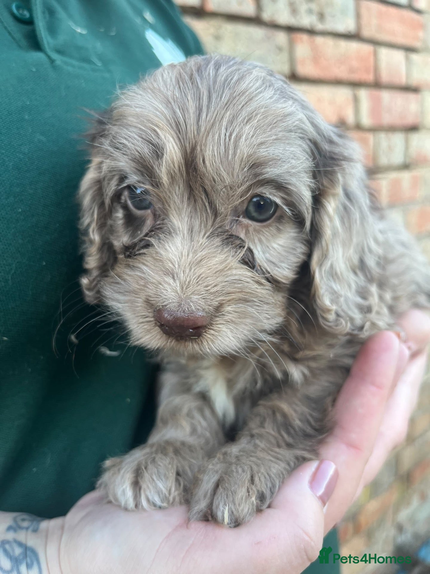 Cockapoo dogs Gorgeous PRA clear F1 Cockapoo puppies READY NOW - Advert 2
