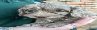 Cockapoo 4