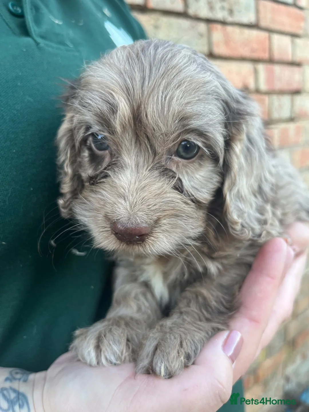 Cockapoo dogs for sale: Gorgeous PRA clear F1 Cockapoo puppies READY NOW - Advert 2