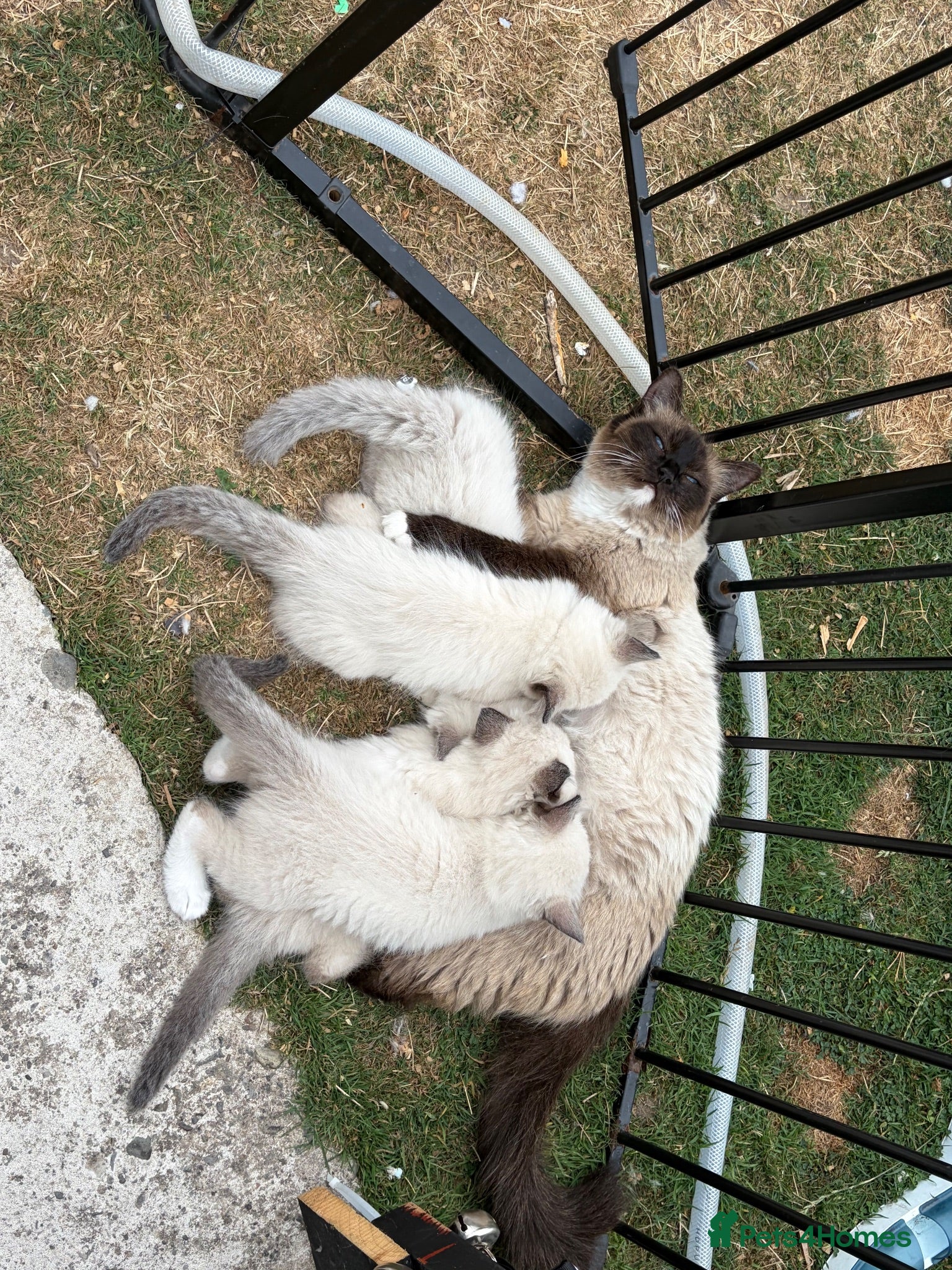 Ragdoll cats ⭐️⭐️⭐️ pure ragdolls kitten ⭐️⭐️⭐️ - Advert 2