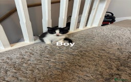 British Shorthair cats for sale: 7 kittens  - Image 8