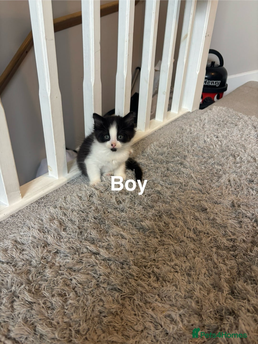 British Shorthair cats for sale: 7 kittens  - Image 8