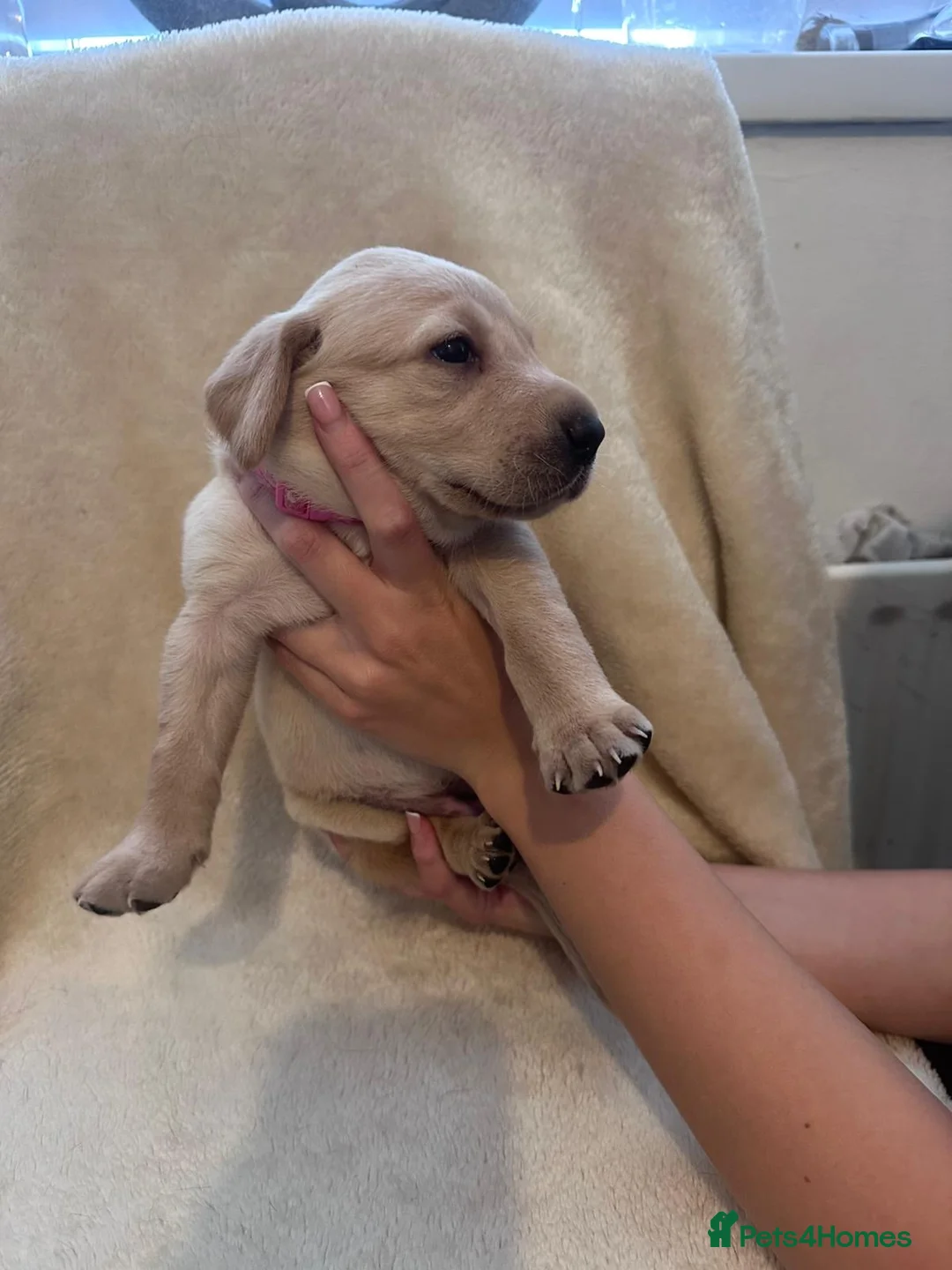 Labrador Retriever dogs for sale: 6 beautiful lab girls  in Surbiton - Advert 38