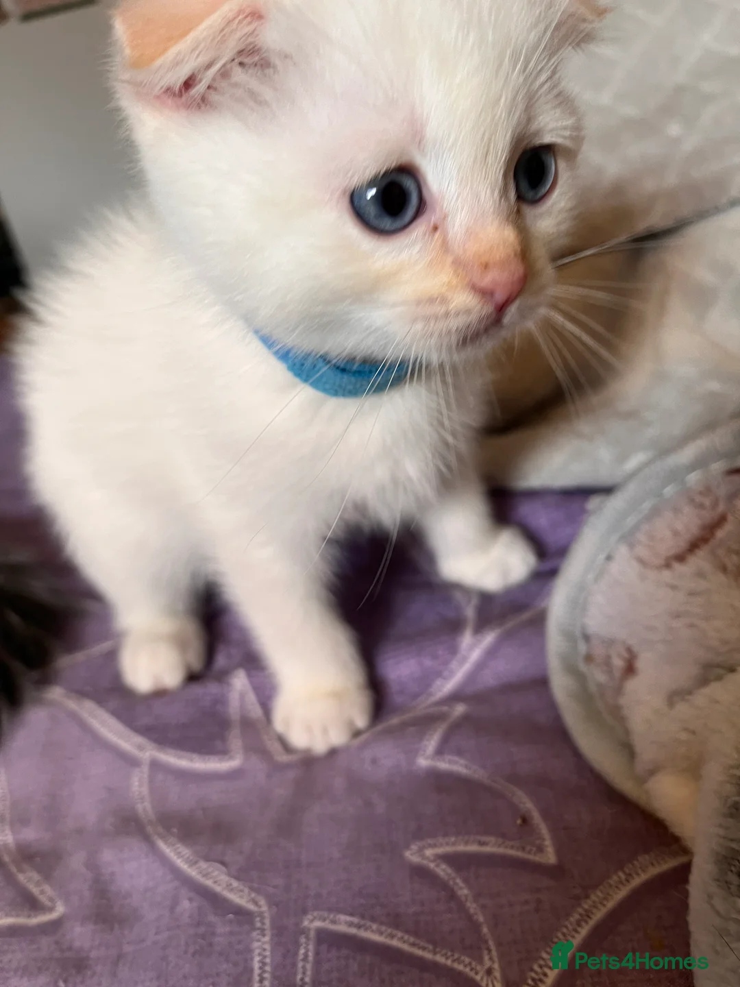 Ragdoll cats for sale: 🌟 Stunning half Ragdoll Kittens READY TO GO 🌟 - Advert 33