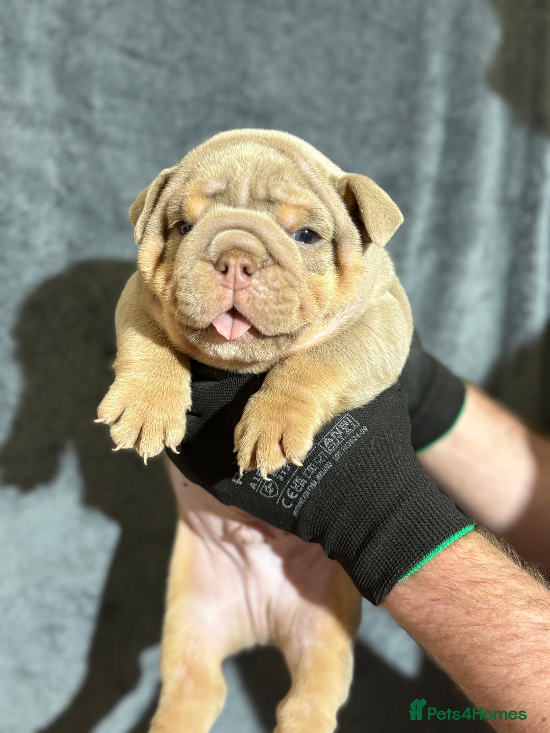English Bulldog dogs for sale: Mr muscles pup 7 weeks old ready to go 28th  - Image 12