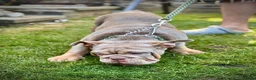 English Bulldog dogs for sale: LAST 3 🇬🇧 English Bulldogs 🧬 REDUCED  - Advert 5