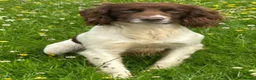 English Springer Spaniel dogs for sale: 7 x English Springer Spaniel puppies for sale - Advert 32