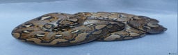 Python Snake reptiles for sale: Malayan Pythons Female - Advert 7