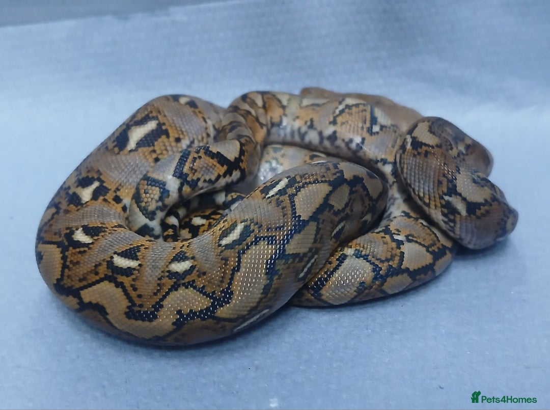 Python Snake reptiles for sale: Malayan Pythons Female - Advert 7