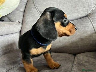 Miniature Dachshund dogs Cute Miniature Dachshund Puppies - Advert 1