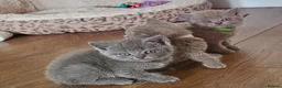 British Shorthair cats for sale: 🐾 Beautiful British Shorthair Kittens  🐾 in Coventry - Advert 6