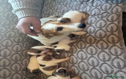 Jack Russell dogs for sale: Jack Russel pups  - Image 7