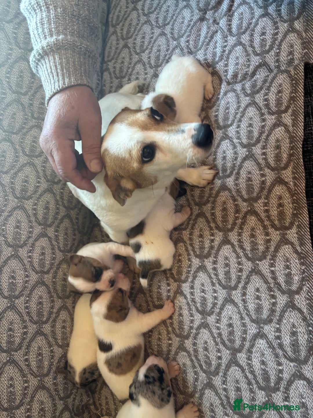 Jack Russell dogs for sale: Jack Russel pups  - Image 7