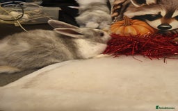 Mixed Breed rabbits for sale: Baby rabbits  - Advert 2