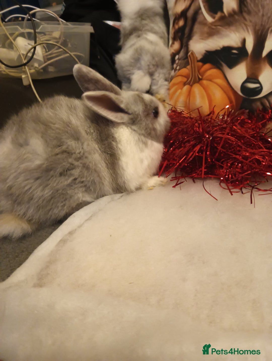 Mixed Breed rabbits for sale: Baby rabbits  - Advert 2