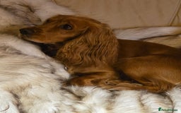 Cocker Spaniel dogs for sale: Beautiful and sweet puppy😊 - Image 3