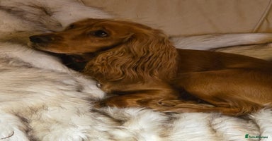 Cocker Spaniel dogs - Advert 5
