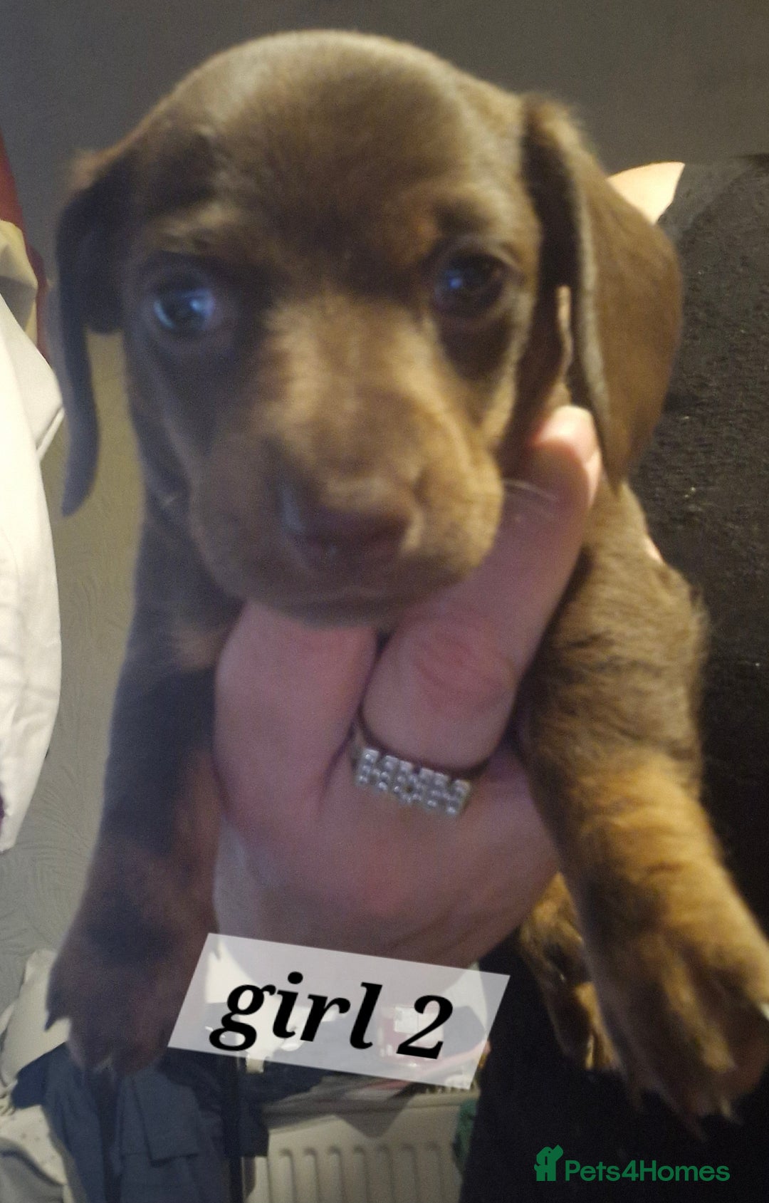 Dachshund dogs for sale: 7 beautiful dachshunds puppys - Image 26