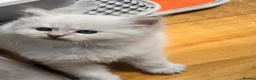 Siberian cats for sale: 4 Siberian Neva Masquerade kittens for seal - Advert 11