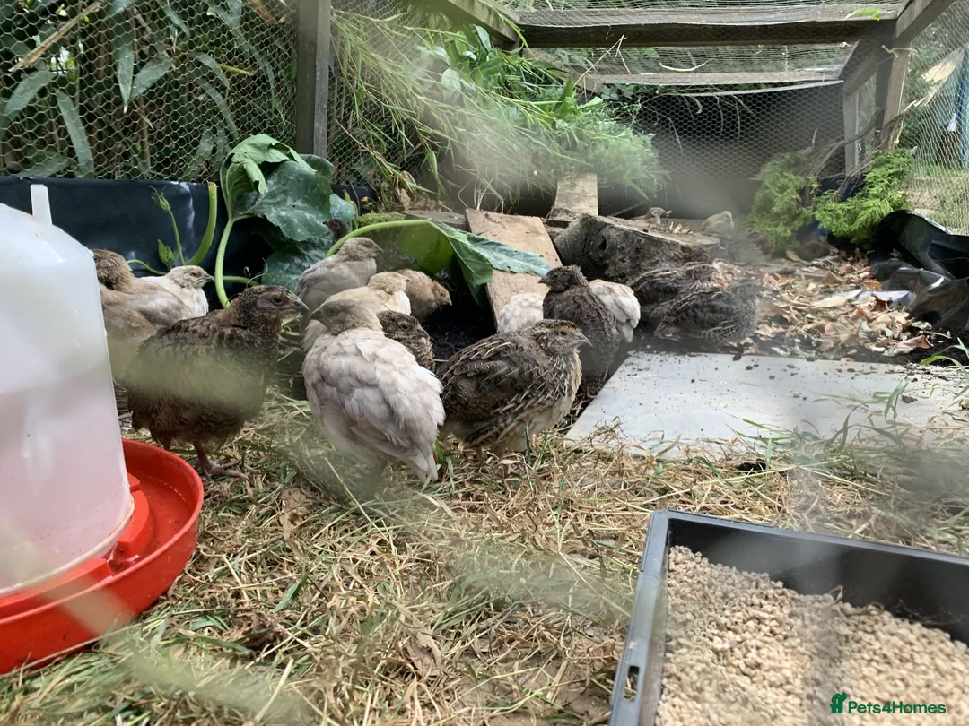 Quail poultry for sale: coturnix quail / Japanese Quail  - Advert 2
