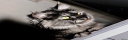 Maine Coon cats for sale: GCCF Maine Coon kittens 1 black F 1 black smoke M - Advert 10