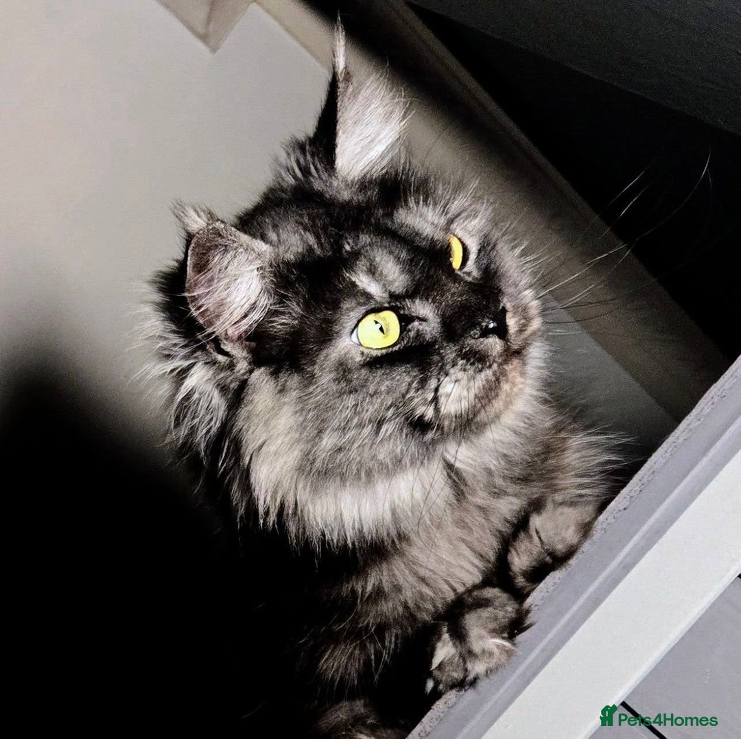 Maine Coon cats for sale: GCCF Maine Coon kittens  - Advert 9