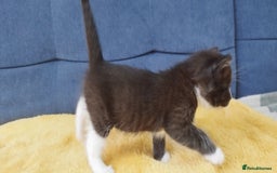 Ragdoll cats for sale: Half Ragdoll - one boy and four girls - Image 13