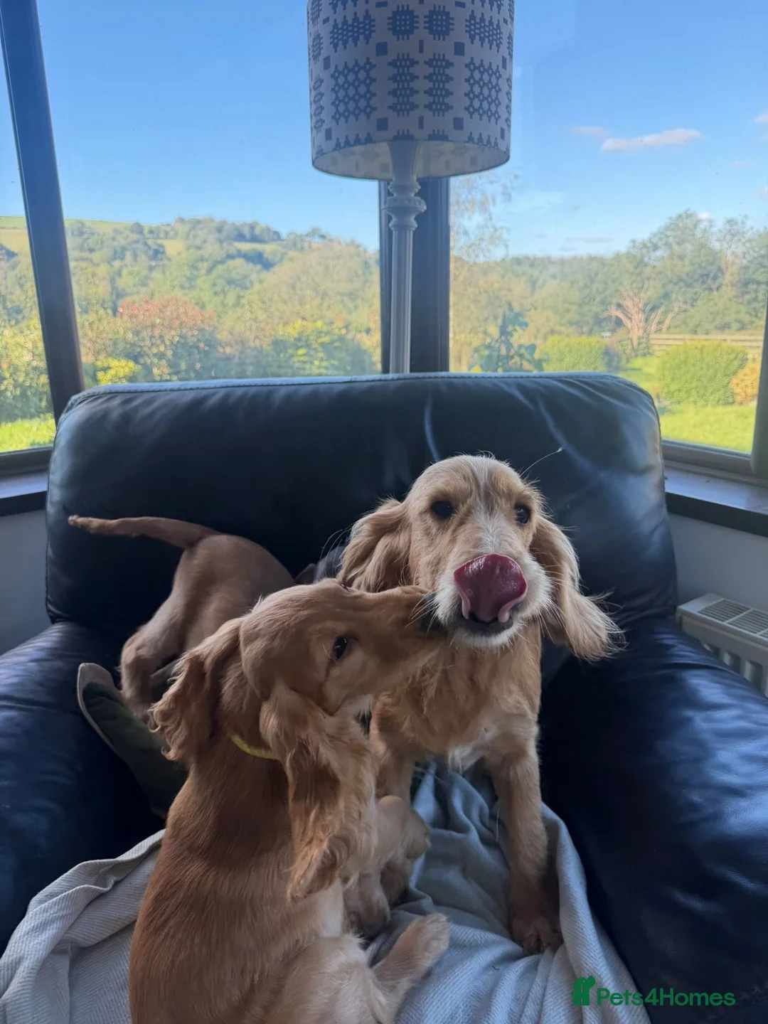 Cocker Spaniel dogs for sale: Cocker spaniel puppies  in Boncath - Advert 20