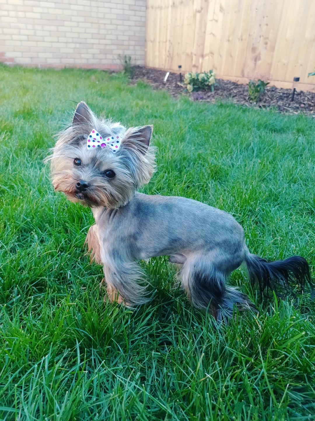 Yorkshire Terrier dogs for stud:  900grams !! The smallest cutest boy in Uk  in Bedford - Advert 4